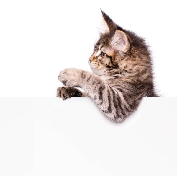 Maine Coon gatinho com branco — Fotografia de Stock