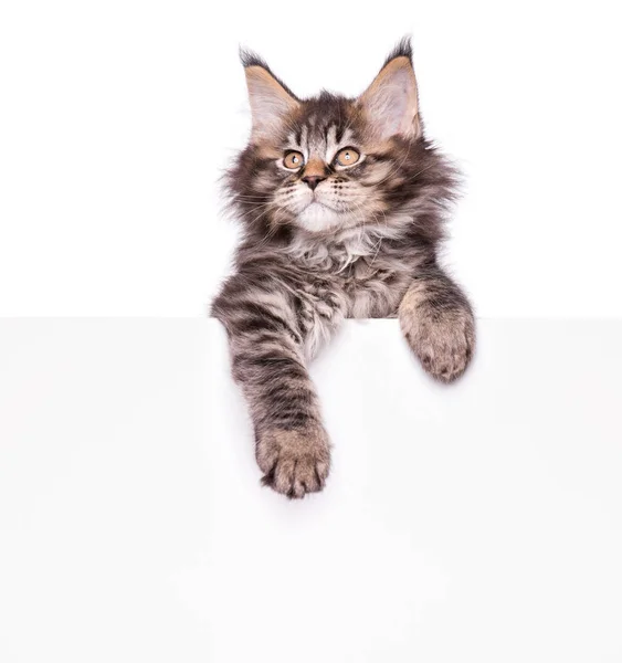 Maine Coon kitten with blank — Stock Photo, Image