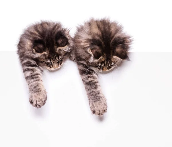 Maine Coon kitten met blank — Stockfoto