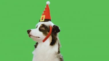 Noel köpek yeşil ekran üzerinde 
