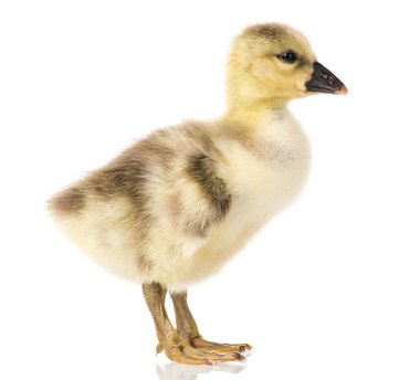 Şirin yeni doğan gosling