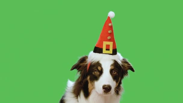 Christmas dog on green screen — Stock Video
