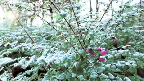 Herfstbladeren in vorst — Stockvideo