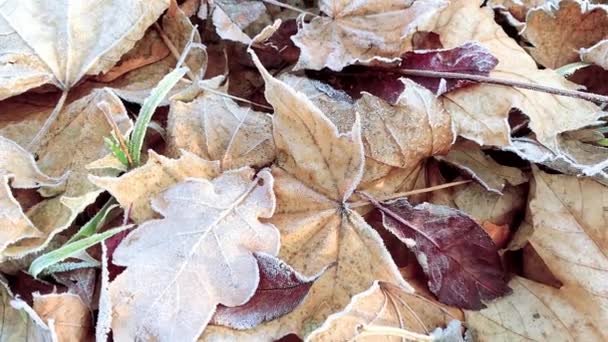 Hojas de otoño en las heladas — Vídeos de Stock