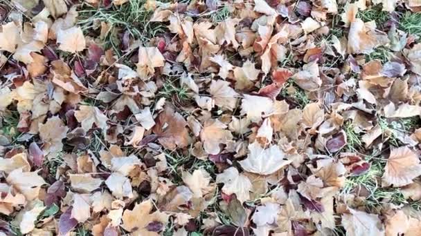 Feuilles d'automne dans le gel — Video