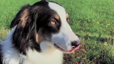 Portre köpek Avustralyalı çoban