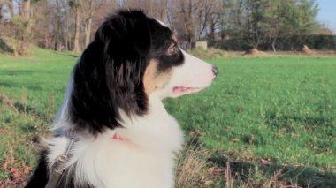 Portre köpek Avustralyalı çoban