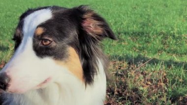 Portre köpek Avustralyalı çoban