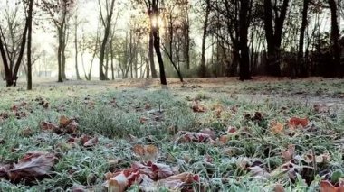 Frost sonbahar yaprakları