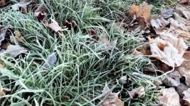 Frost sonbahar yaprakları