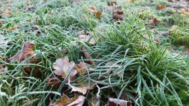 Frost sonbahar yaprakları