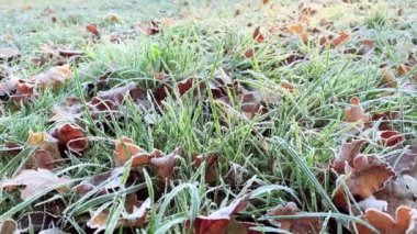 Frost sonbahar yaprakları