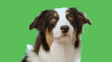Dog Head'a karşı chroma anahtar yeşil ekran arka plan. Şirin Aussie kamera ve harıl yeşil chromakey arka plan üzerinde anahtarlama için arıyorum. Güzel Avustralyalı çoban köpek yavrusu - portre yakın çekim. 