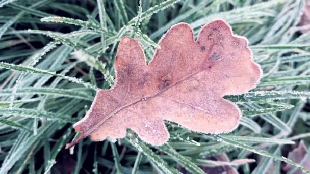 Herbstblätter im Frost — Stockvideo