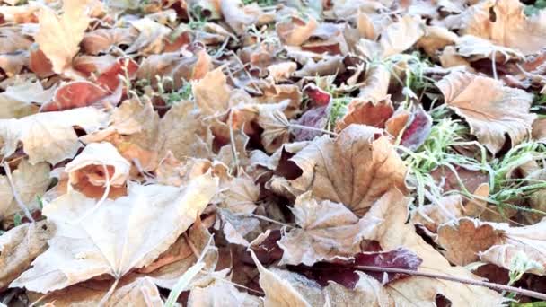 Outono Folhas Coloridas Grama Geada Prenúncios Inverno Rime Primeira Geada — Vídeo de Stock