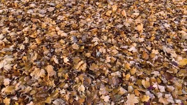 秋天的落叶，在弗罗斯特 — 图库视频影像