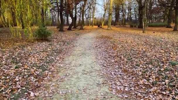 Осенние листья в мороз — стоковое видео
