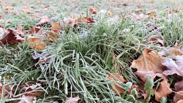 Herbstblätter im Frost — Stockvideo