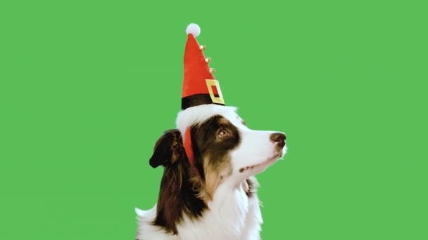 Perro de Navidad en pantalla verde — Vídeos de Stock