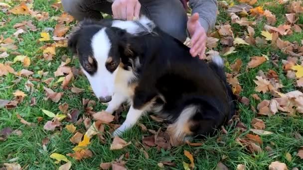 Человек, расчесывающий свою собаку — стоковое видео