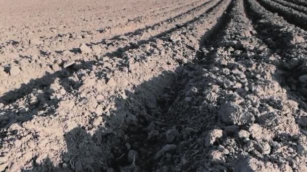 Gepflügtes Feld mit dunkler Erde — Stockvideo