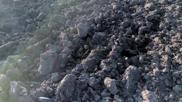 Campo arborizado com solo escuro — Vídeo de Stock