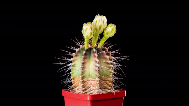 4K Time-Lapse de flores de cactus — Vídeos de Stock