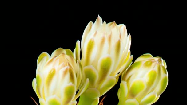 Tiempo-lapso de flores de cactus — Vídeos de Stock