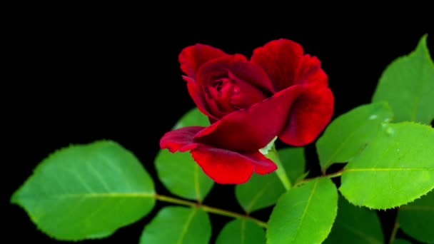 4K Time-Lapse flor de rosa roja — Vídeo de stock