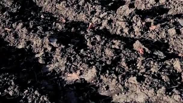 Zaorane pole z ciemnym gleby — Wideo stockowe