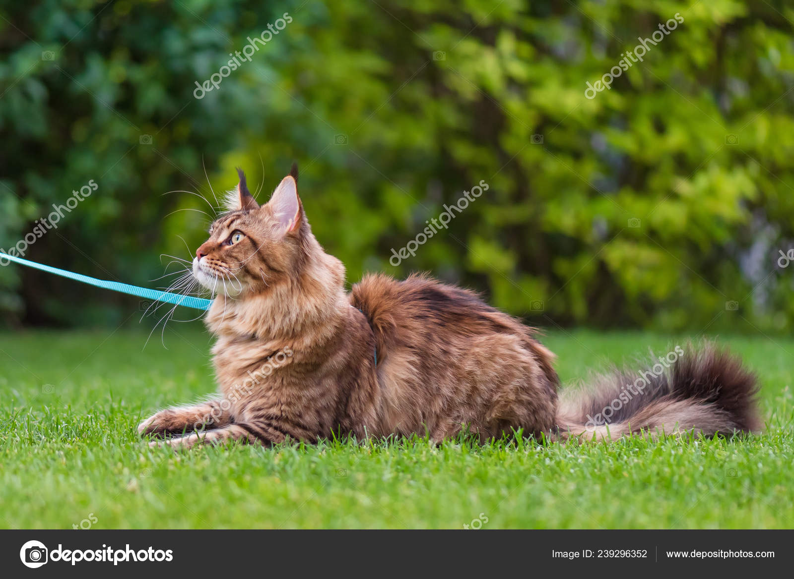 Porträt Von Maine Coon Katze Park Junge Süße Katze Mit