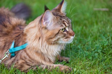 Maine Coon kedi Park'ta portresi. Genç şirin kedi kira kontratı ile. Evcil hayvan açık macera yeşil çimenlerin üzerinde yürüyüş.