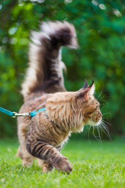 Maine Coon kedi Park'ta portresi. Genç şirin kedi kira kontratı ile. Evcil hayvan açık macera yeşil çimenlerin üzerinde yürüyüş.