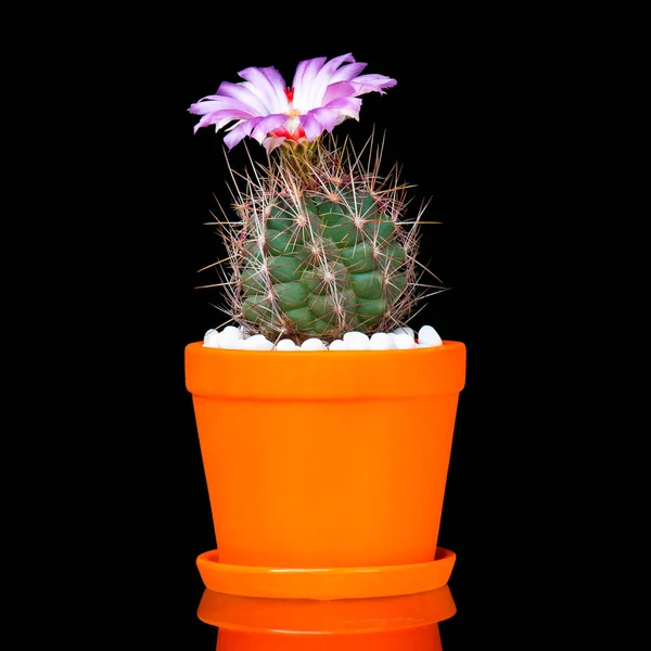 Hermoso Cactus Maceta Cactus Flores Que Están Colorido Florecimiento Aislado —  Fotos de Stock