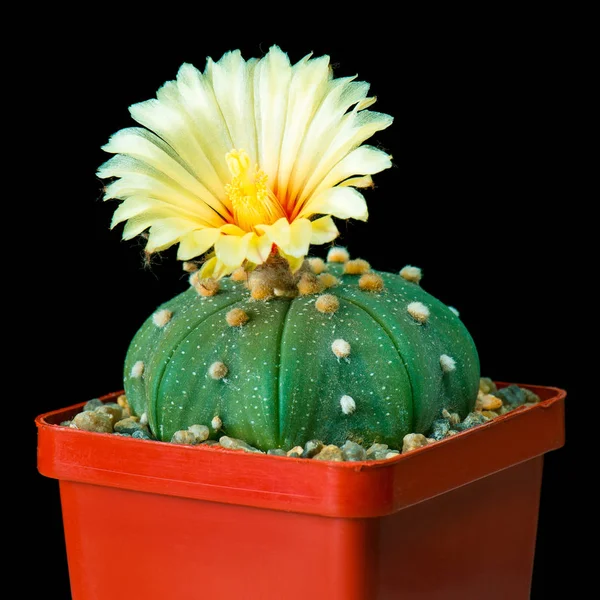 Mooie Cactus Bloempot Cactussen Bloemen Die Hun Kleurrijke Blooming Zwarte — Stockfoto