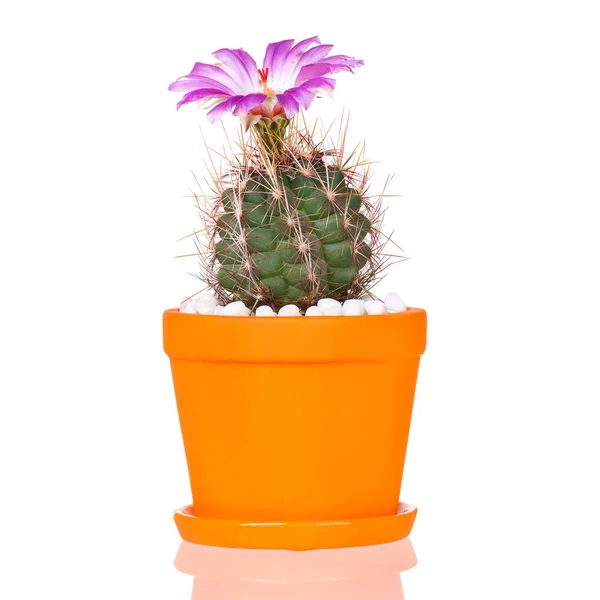 Mooie Cactus Bloemen Oranje Bloem Pot Bloeien Geïsoleerd Witte Achtergrond — Stockfoto