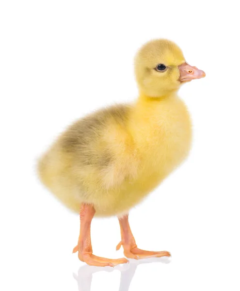 Cute Little Newborn Fluffy Gosling One Young Yellow Baby Goose — Stock Photo, Image