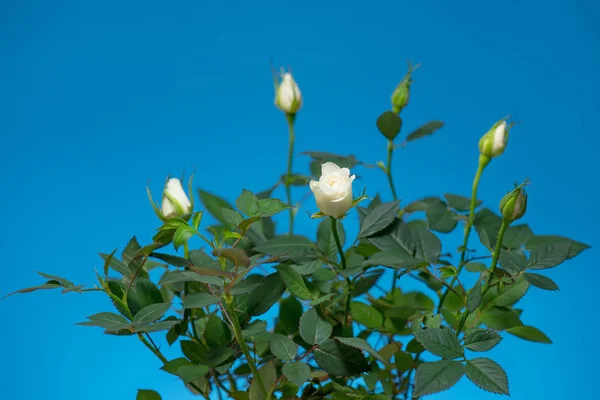 Bush Verde Com Flores Brancas Frescas Rosa Fundo Azul Planta — Fotografia de Stock