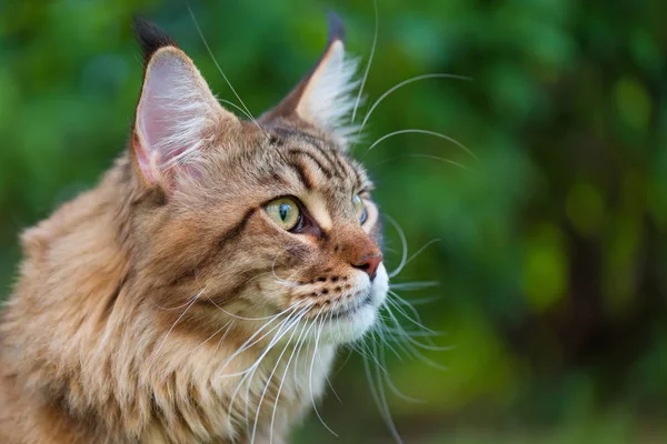 Portrait Black Tabby Maine Coon Cat Park Pets Walking Outdoor — 스톡 사진