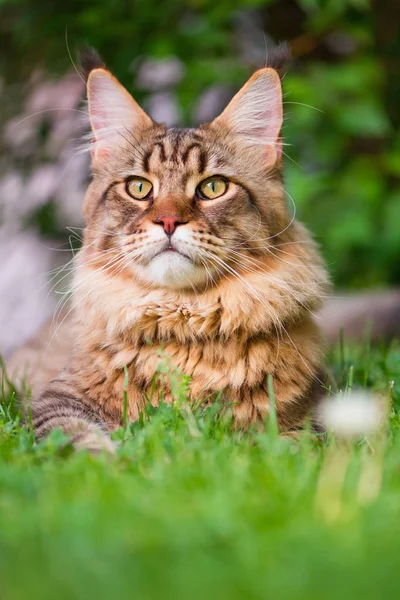 Retrato Black Tabby Maine Coon Cat Parque Mascotas Caminando Aventura — Foto de Stock