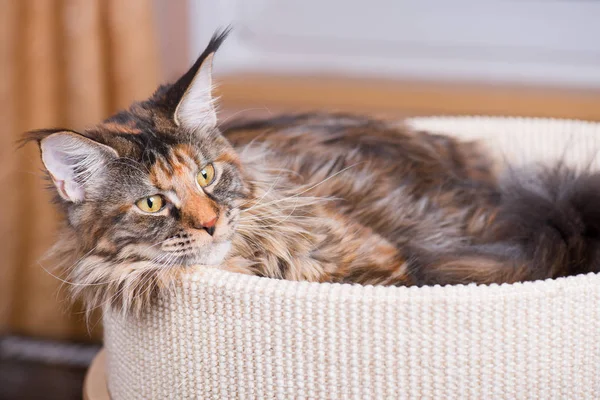 Gatito Tortuga Esponjosa Cama Del Gato Casa Retrato Maine Coon — Foto de Stock