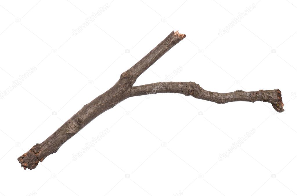 Single dry tree branch, isolated on white background. Stick tree branch from nature for design.