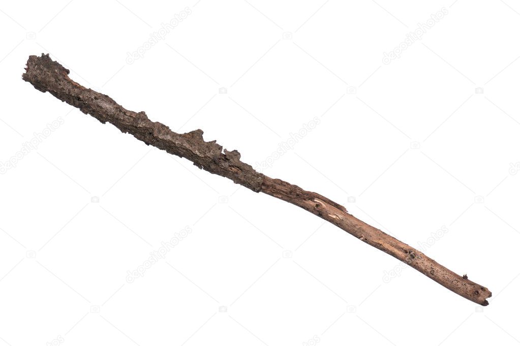 Single dry tree branch, isolated on white background. Stick tree branch from nature for design.