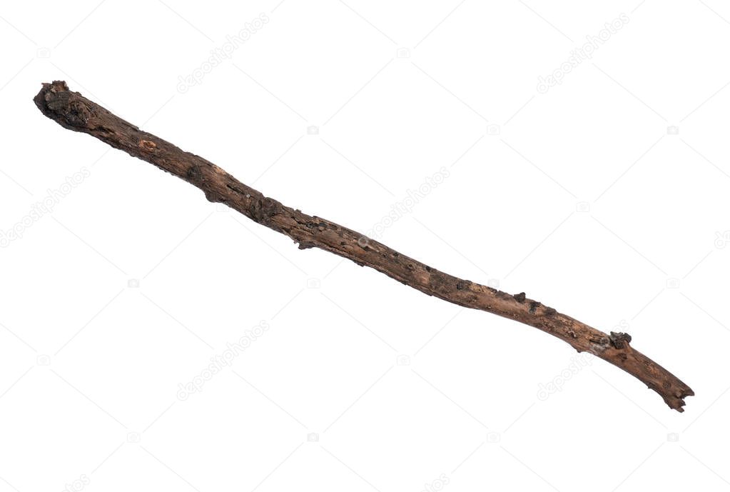 Single dry tree branch, isolated on white background. Stick tree branch from nature for design.