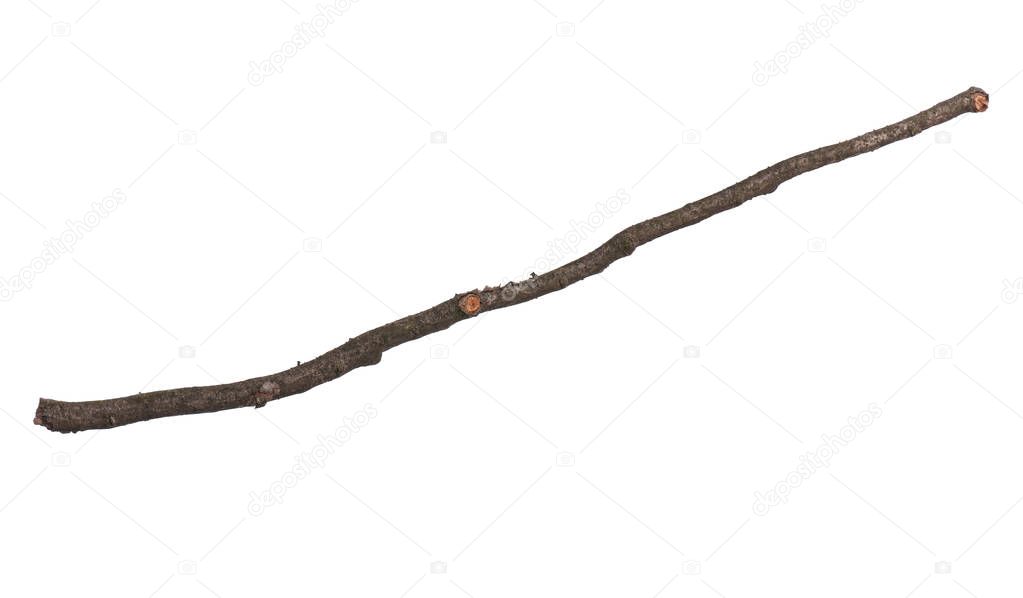 Single dry tree branch, isolated on white background. Stick tree branch from nature for design.