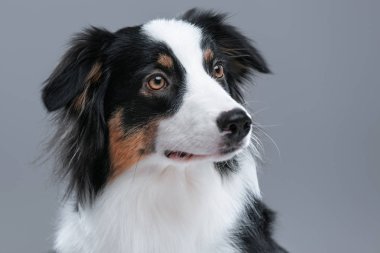 Portre sevimli genç Avustralyalı çoban köpeğinin gri arka plan üzerine kapatın. Uzak arıyorum güzel yetişkin Aussie.