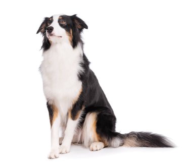 Beyaz arka plan üzerinde izole yere, oturma sevimli genç Avustralyalı çoban köpeğinin portresi. Güzel yetişkin Aussie, ön ve yukarı doğru seyir.