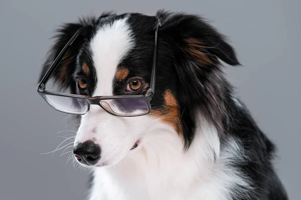 Bliska Portret Młody Owczarek Australijski Pies Okularów Szarym Tle Piękna — Zdjęcie stockowe