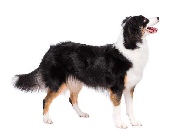 Portrait Cute Young Australian Shepherd Dog Standing Isolated White Background — Stock Photo, Image