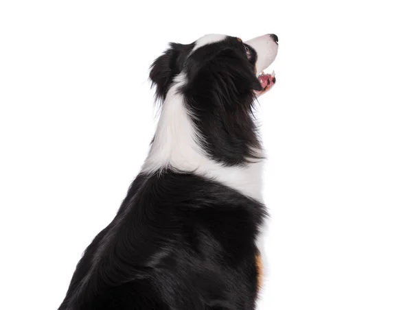 Portrait Cute Young Australian Shepherd Dog Back View Isolated White — Stock Photo, Image